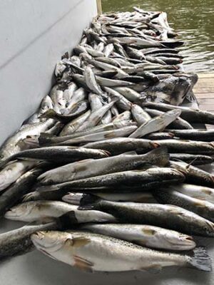 fish-to-be-filled fish-to-be-filled